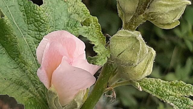 ТЫ ЖИЗНЬ МОЯ... МОЯ ОТРАДА...