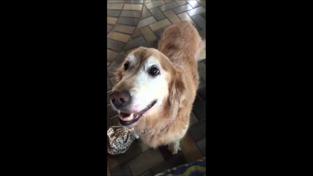 Dog reacts to her Cancer test results.