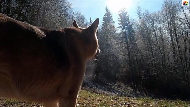 "The Wolf & The Moon"-Most Epic Music Ever