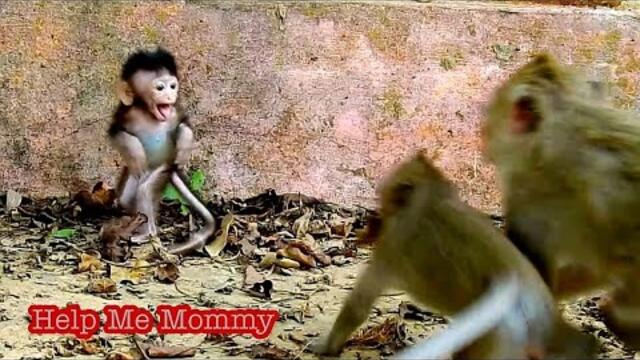 Adorable Active Baby VEVO Crying Loudly For Mom That Walk Far Away From Mom, Independent Baby VEVO
