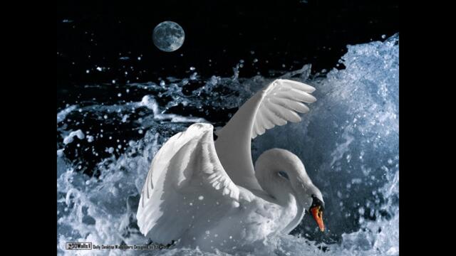 ВОЛШЕБНОЕ МОРЕ