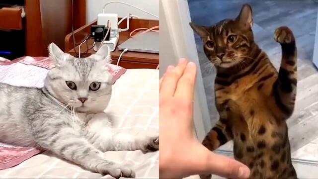 Funny Cats And Cute Kittens - Cutest Cat Videos 2021