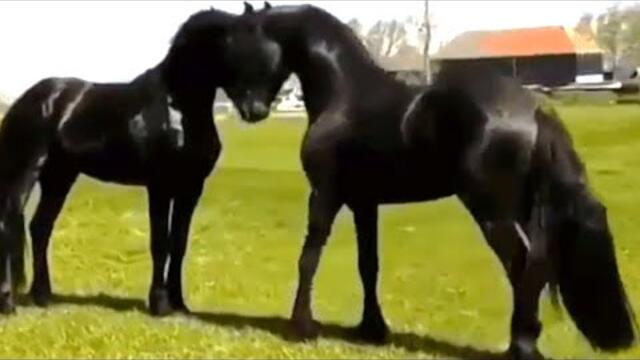 Валерий Власов ★ Разгульная Русь.