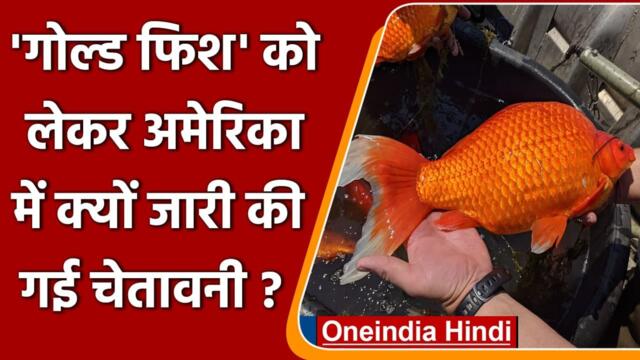 America राज्य में Gold Fish ने मचाया उत्पात, प्रशासन ने जारी की चेतावनी | वनइंडिया हिंदी