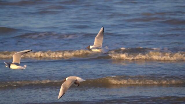 Наедине с музыкой  Шепот волн!