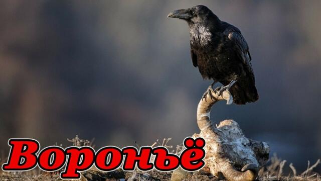 Егор Егоров  -  ВОРОНЬЁ