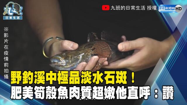 野釣溪中極品淡水石斑！肥美筍殼魚肉質超嫩他直呼：讚