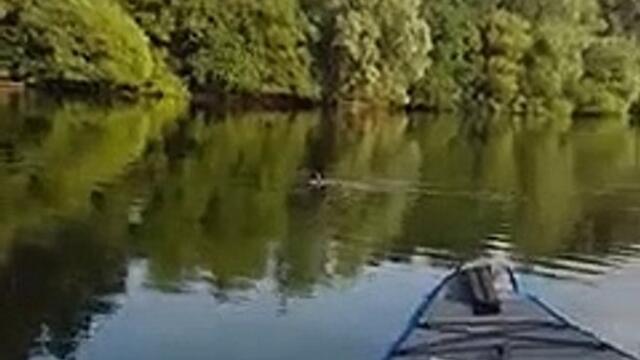 Daventry country park fish spotted