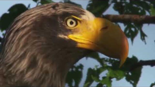 Музыка Сергея Чекалина  -  Камчатка.