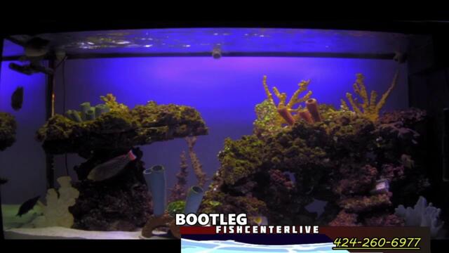 BOOTLEG FISHCENTERLIVE  1-yr anniversary CLIP SHOW part 2