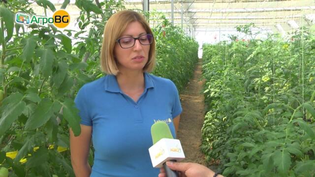 Как да: отглеждаме оранжерийни домати успешно?