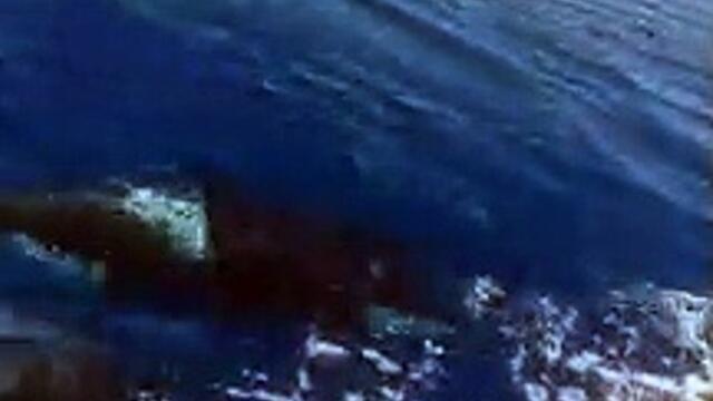 Scarborough Skipper Heath Samples 'Attacked' by Killer Whales