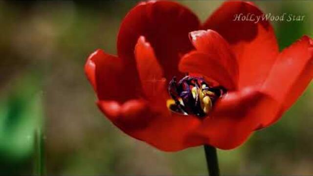 Stamatis Spanoudakis -  Unfolding My Life/ Хорошего настроения с прекрасной музыкой