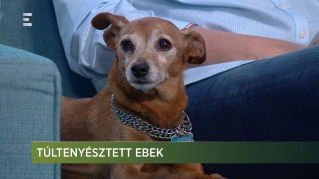 Túltenyésztett ebek - Zöld világ (2019-03-29) - ECHO TV