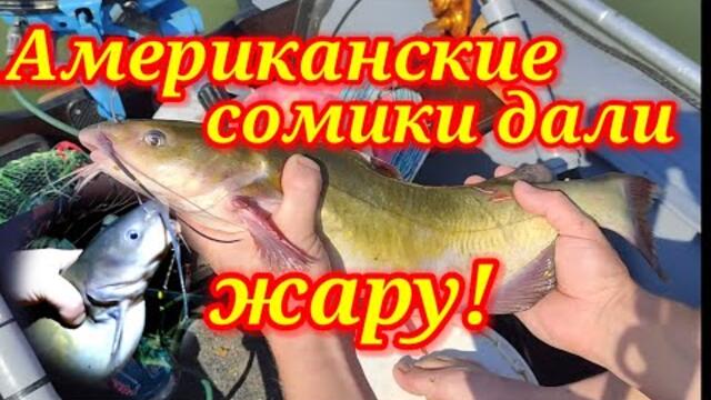 Американские сомики дали жару. Рыбалка на реке в полнолуние.р Кубань.