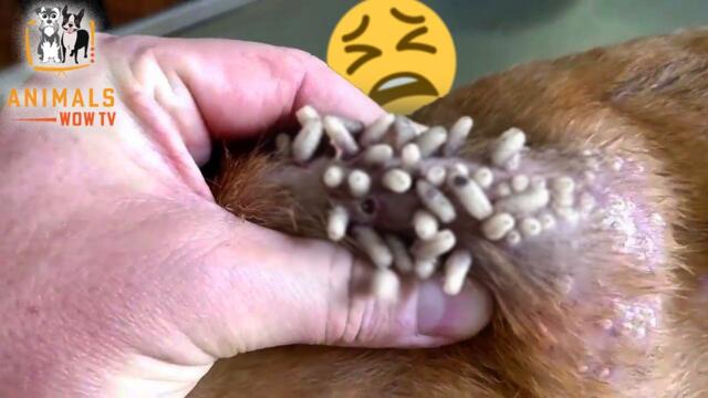 Worms Coming out of Animals