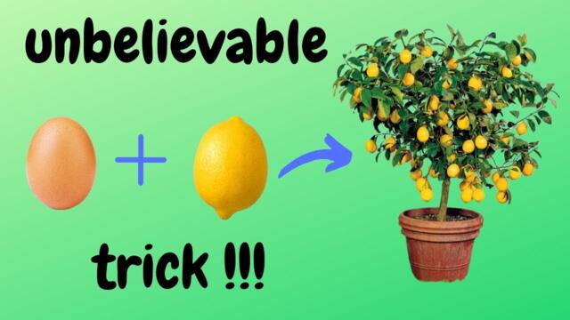 ☑️ φύτεμα λεμονιάς - lemon planting - how to - 🍋 - unbelievable trick 🌳