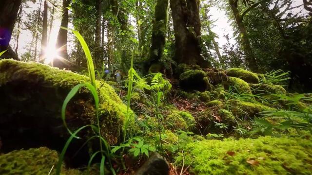 Nature Therapy- Relaxing Full Motion Forestry with Natural Sounds