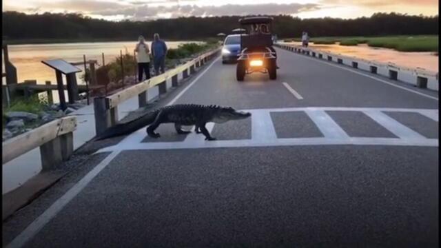 Огромен Крокодил пресече по пешеходна пътека необезспокояван