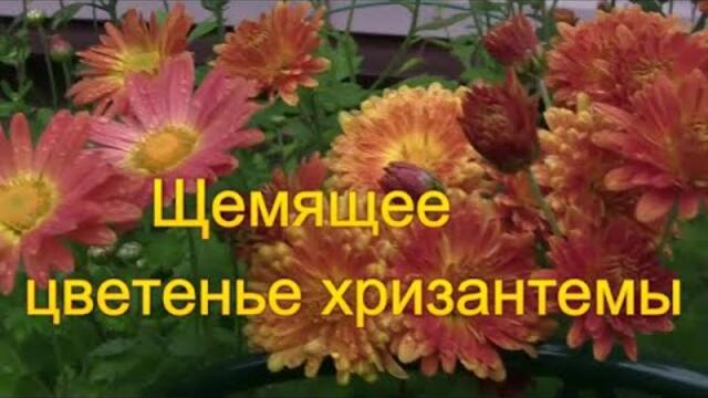 Эля Батик - ЩЕМЯЩЕЕ ЦВЕТЕНЬЕ ХРИЗАНТЕМЫ!