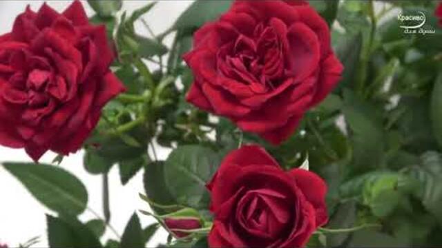 Сергей Грищук  -  ПОЗДРОВЯЮ