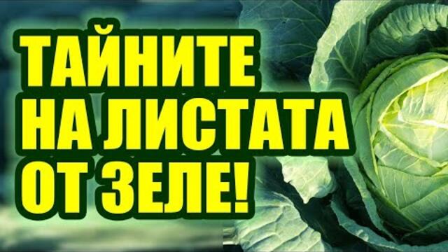 Листа от зеле изсмукват всички болести от тялото. Топ рецепти със зелеви листа и зелев сок!