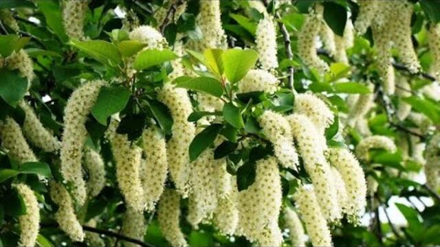 Ах,черёмуха белая ...