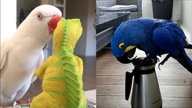 Funny And Cute Parrots - Cutest Parrot Videos 2021