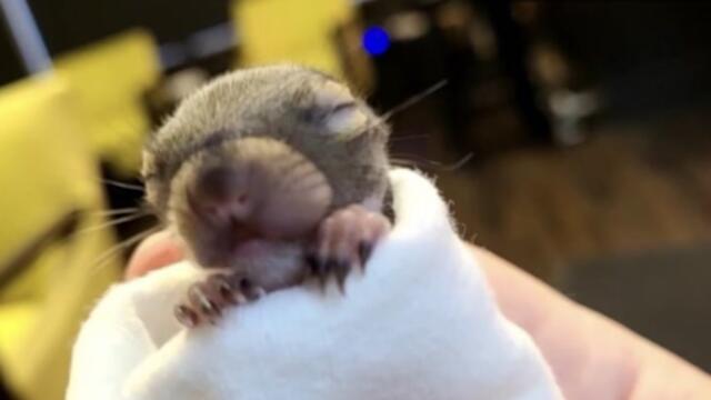 Some baby animals may be in need of help after storms