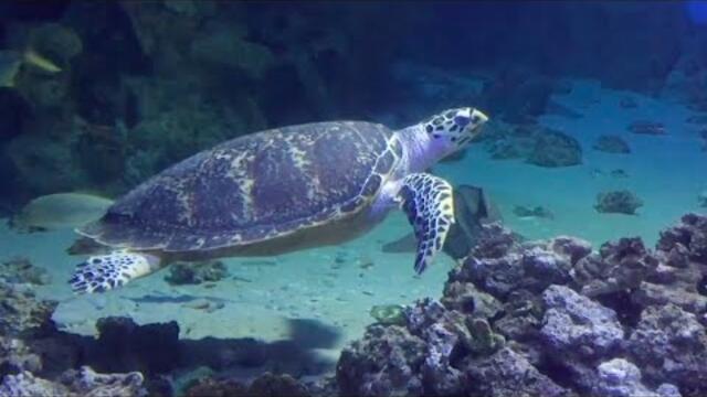 Удивительная Безмятежная МУЗЫКА Э. Туниянца и Уникальная Жизнь Подводного Мира!