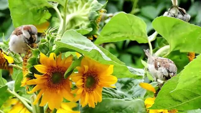 sounds of birds and running water to meditate, sleep or relax