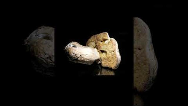 Time Lapse Mushroom in 7 Days #Shorts