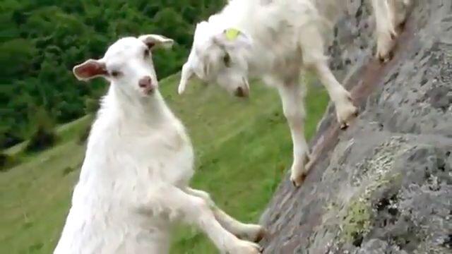 Вълкът и седемте козлета А♛2