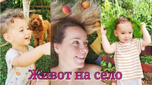 Къде са родителите на Савата? Home office, живот на село с деца, домашна храна, рецепти и Персеиди