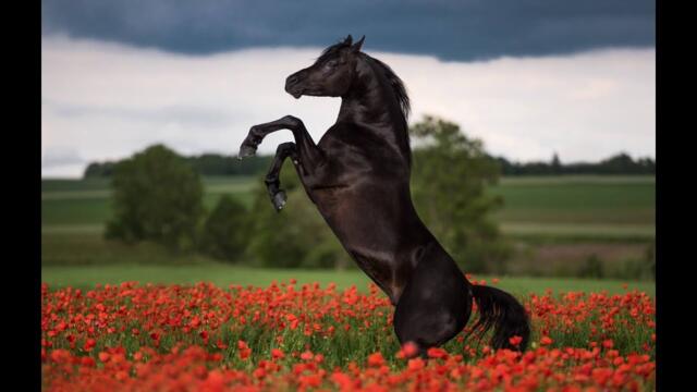 Музыка Сергеь Чекалин   -   Кони.