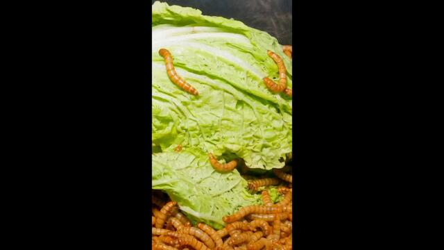 Time Lapse: 10 000 Mealworms vs Napa Cabbage #Shorts