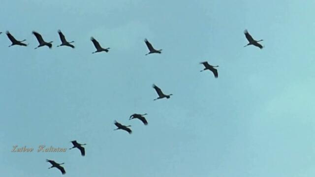 Юрий Востров  -  Осенная груст