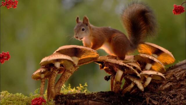 Александр Суханов  -  Вот и лето прошло