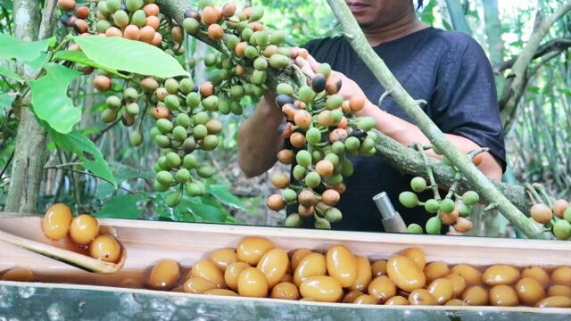 Wild Honey Harvesting Make Delicious Sweet Soup: Survival Alone In The Rainforest | EP.68