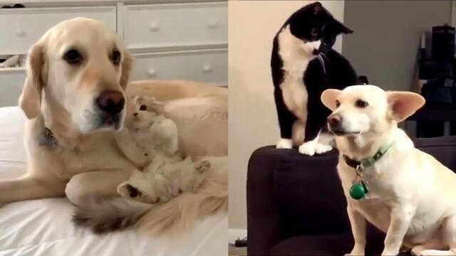 Cats VS Dogs - Funniest Animals Compilation 2021