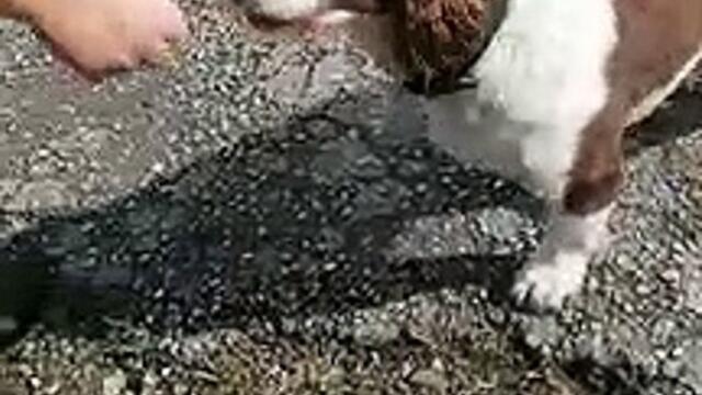Springer Spaniel Lucky - returned to his Chesterfield owner Phl Littlewood this month - enjoys a piece of toast
