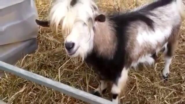 Една коза казá...