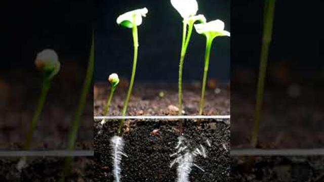 7 Days Growing Radish 🌱 Time Lapse #Shorts