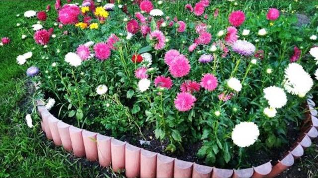 6 СЕНТЯБРЯ   ДЕНЬ АСТРЫ!