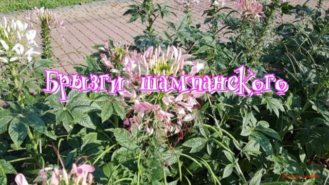 Интересное рядом Брызги шампанского