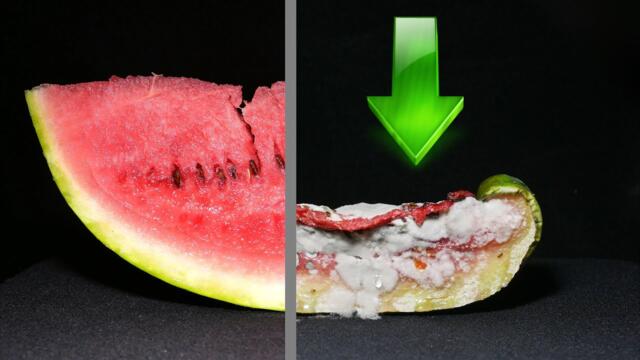 Watermelon 7 Day Time Lapse 🍉