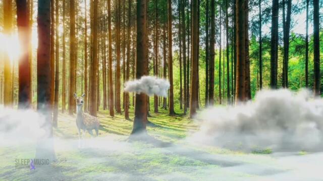 Mehbod - Morning in Paradise | Official Video ( Meditation Music )