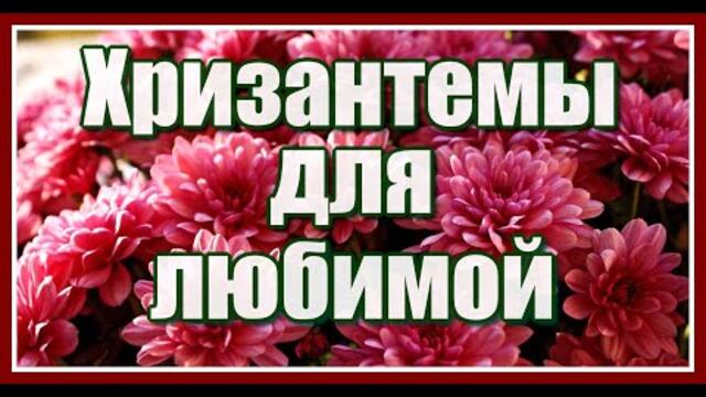 "Хризантемы для моей любимой!"