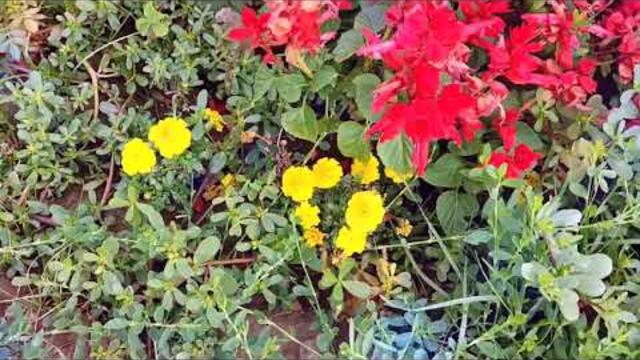 Анатолий Кулагин  -  ЗОЛОТАЯ ОСЕНЬ