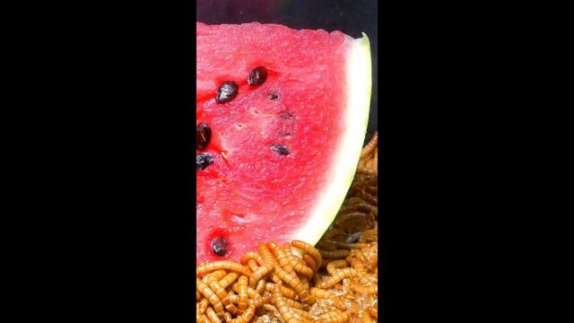 10 000 Mealworms vs Watermelon 🍉 Time Lapse #Shorts